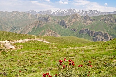 Red Poppies Season