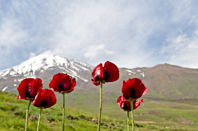 Red Poppies Of Mt. Damavand