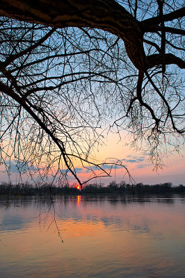 Big Tree At Sunset