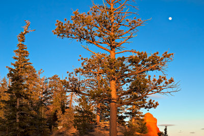 Bryce Canyon - Trees And Moon