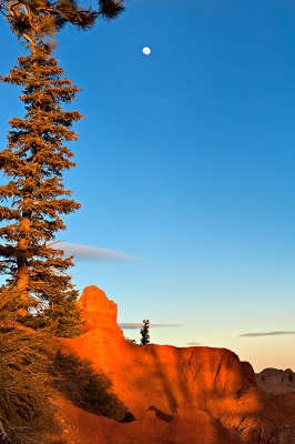 Bryce Canyon - Tree And Moon