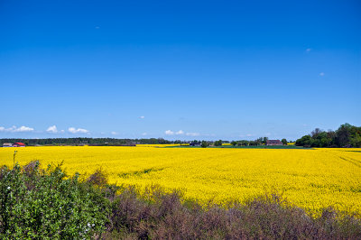 Yellow Fields Of Colza