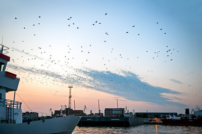 Birds In The Port