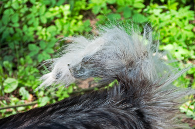 Matted Tail