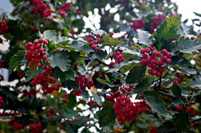 Red Berries Viburnum