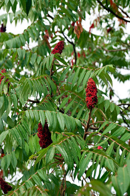 Red Staghorn Sumac