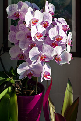 Crazy Orchids