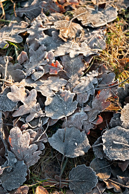 Frost In The Morning Sunshine