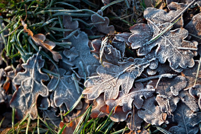 Frosted Oak Leaves