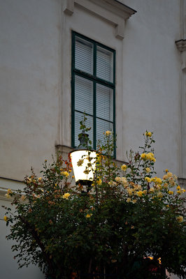 Lantern Among Yellow Roses
