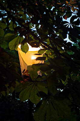 Lantern In Chestnut Tree