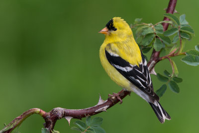 American Goldfinch 