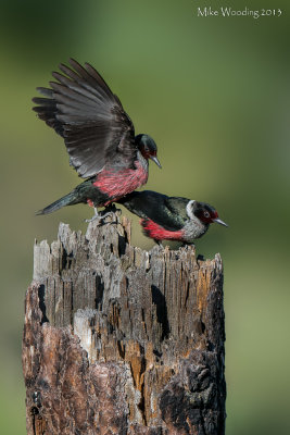 Lewis's Woodpeckers 
