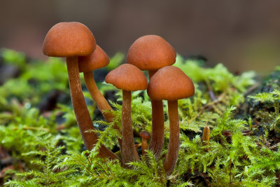 Mushrooms sp.