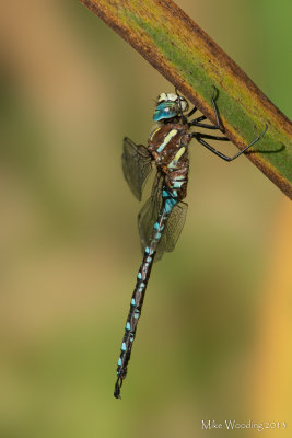 Paddle-tailed Darner 