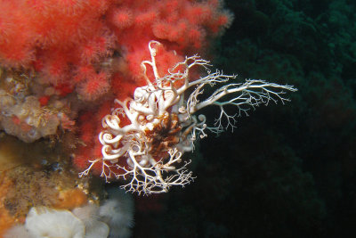 Basket star on soft coral, Browning Wall