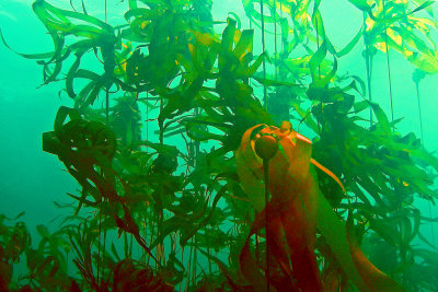 Bull kelp, Queen Charlotte Strait
