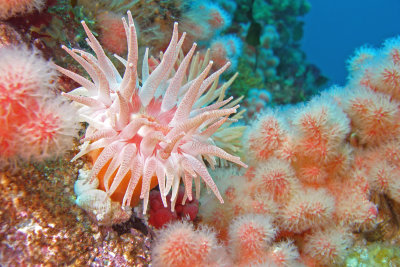 Crimson anemone and soft coral, Browning Wall