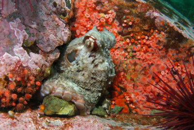 Giant Pacific octopus, Quadra Island area