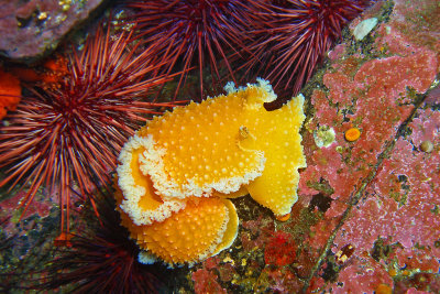 Orange-peel nudibranch or sea slug, Browning Passsage