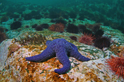 Purple sea sta,r Quadra Island area