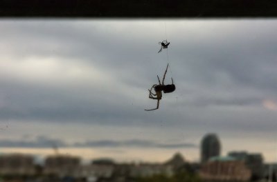 Spider with Lunch
