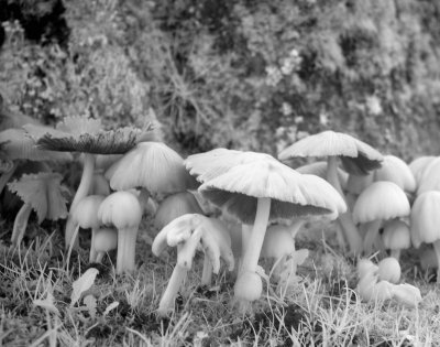 Urban Mushrooms