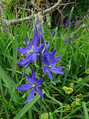 BLUE CAMAS 