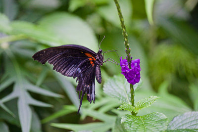 Butterfly Wold
