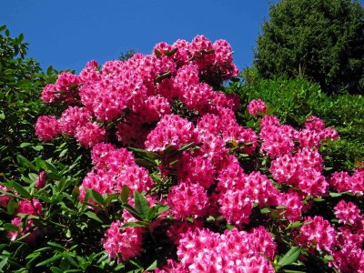 RHODODENDRON AT GOVERNMENT HOUSE 