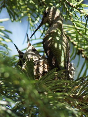 On the Nest