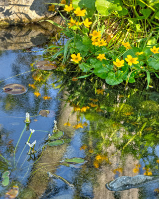 Watergarden