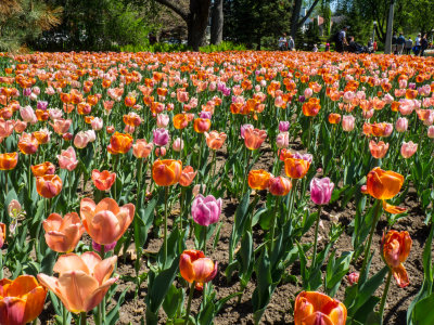 Dow's Lake Tulips