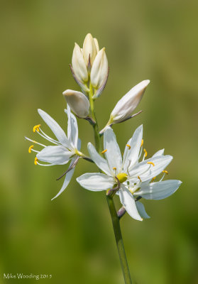 Early Camas White Form