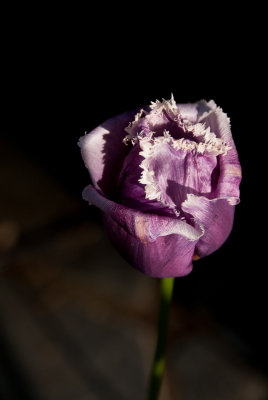 Tulip