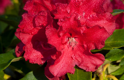 Red Rhodo