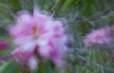 Pink Rhodo