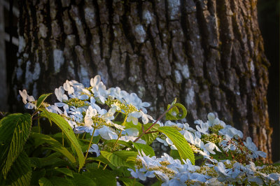 Garden Light