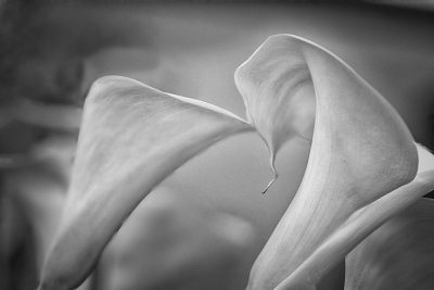 Calla 