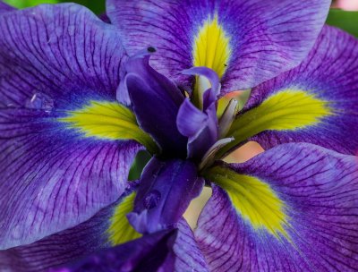Almost Perfect Purple Iris