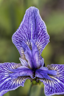 The Iris