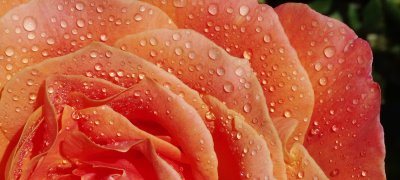 mornig rose