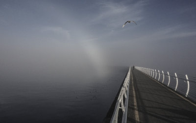 Seagull Over Mist