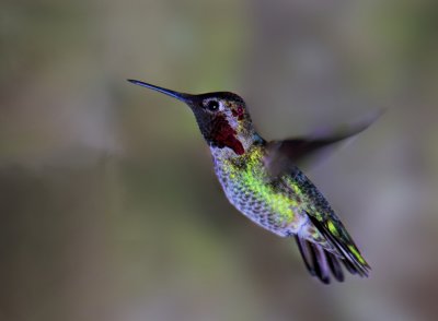 Male Black Chinned Hummingbird