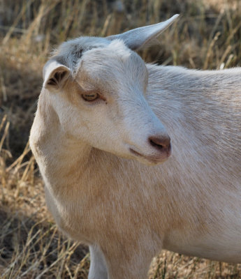 Female Goat Enjoying the Evening