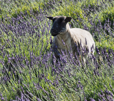 Sheep in the Lavender