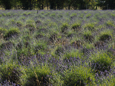 Lavender Fields Forever (With Peahen)