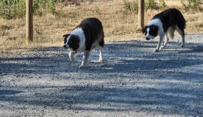 Herding Dogs Primed for the Chase