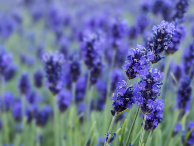 Focus on lavender