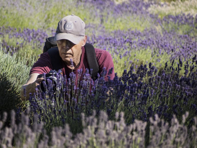 Photographer in the lavender